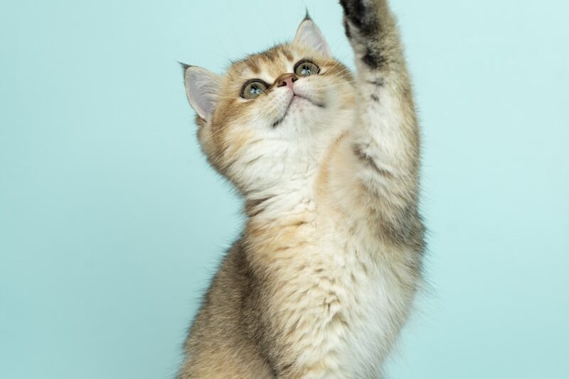 Chế độ dinh dưỡng hoàn hảo cho mèo Anh Lông Ngắn