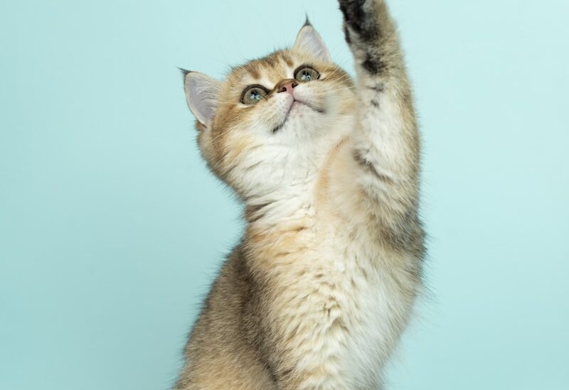 Chế độ dinh dưỡng hoàn hảo cho mèo Anh Lông Ngắn