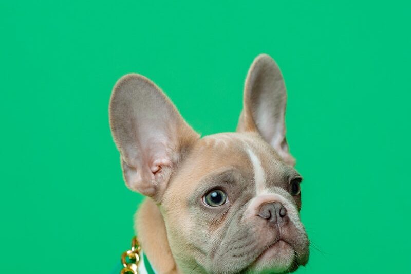 Cách huấn luyện chó con đi vệ sinh đúng chỗ trong 7 ngày