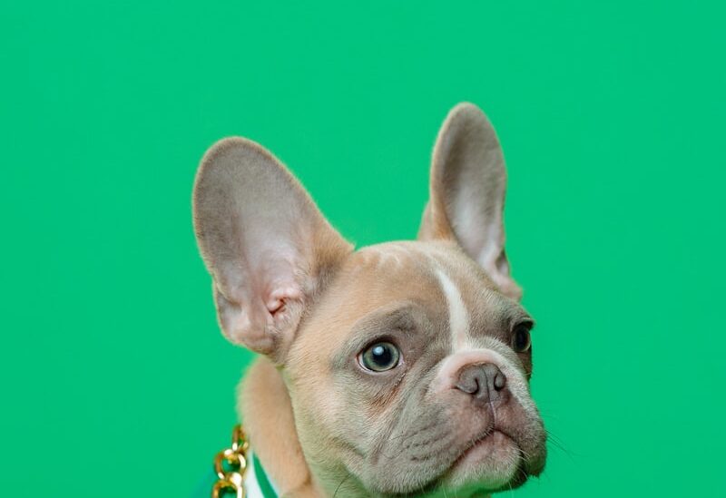 Cách huấn luyện chó con đi vệ sinh đúng chỗ trong 7 ngày